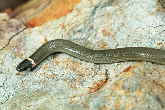 Image of Chihuahuan Blackhead Snake