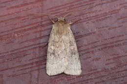 Image of six-striped rustic