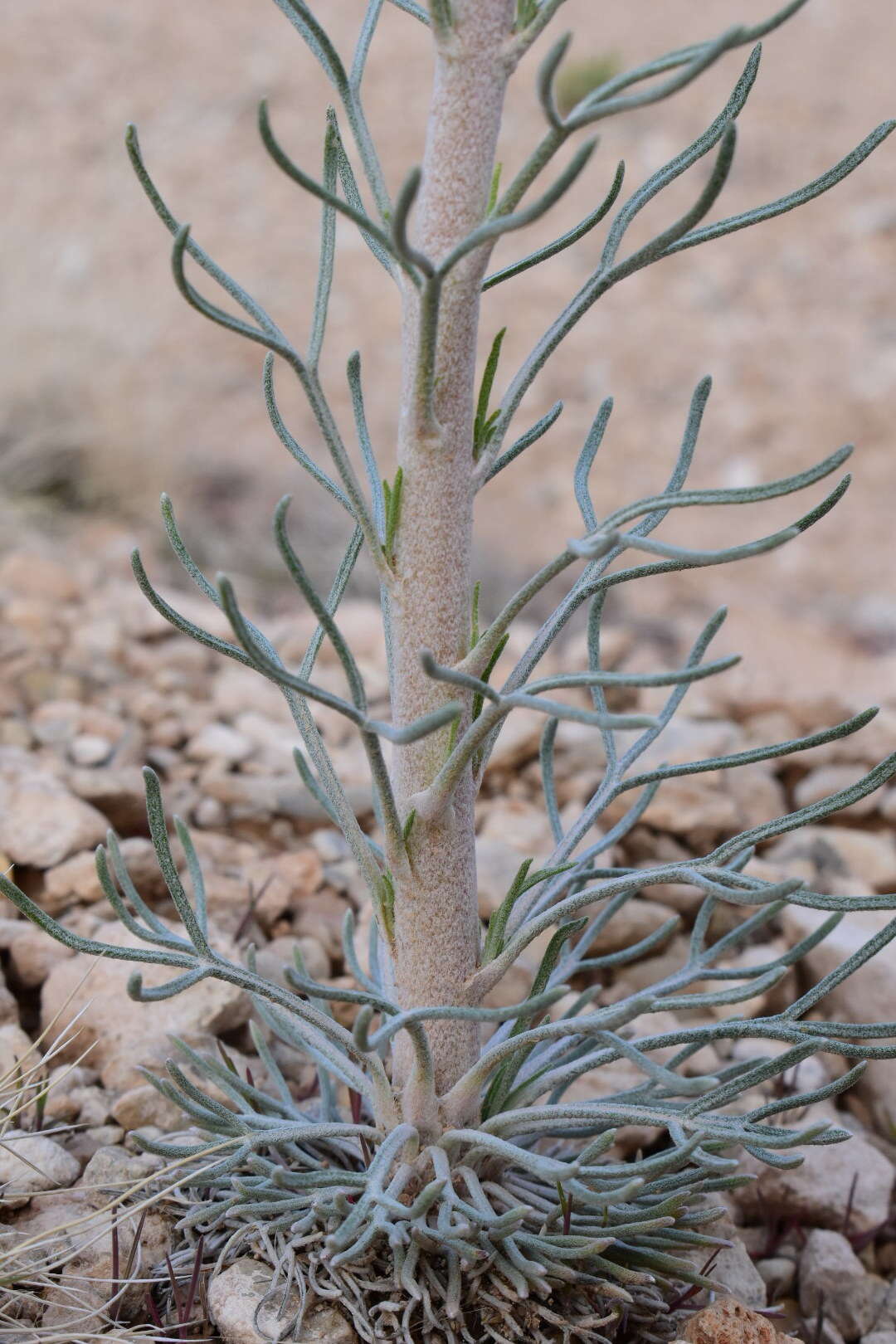 Image of Cooper's rubberweed