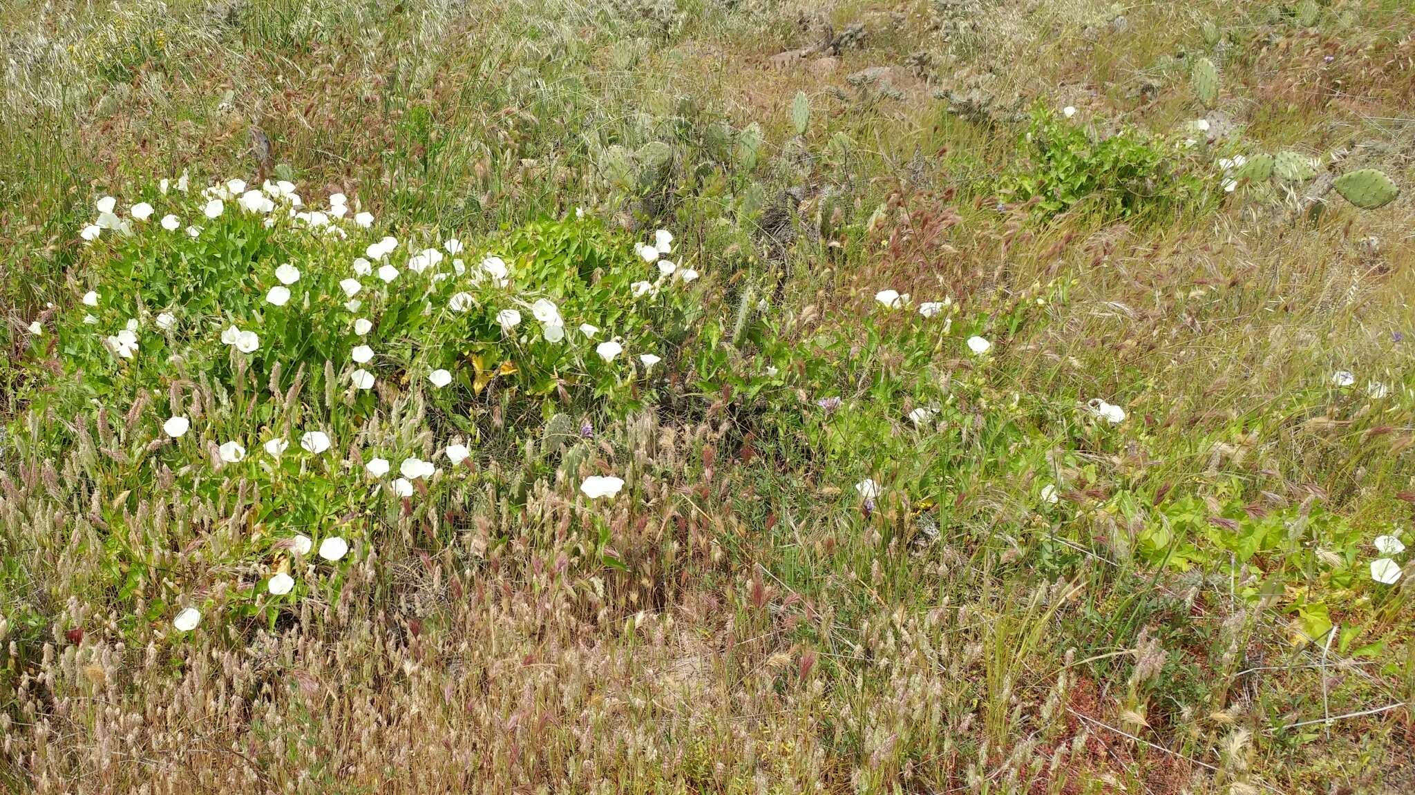 صورة Calystegia macrostegia subsp. amplissima R. K. Brummitt