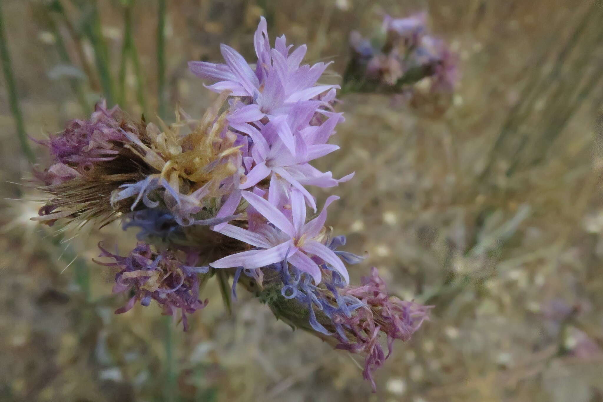 Plancia ëd Lessingia leptoclada A. Gray