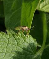 Image of Lygus rugulipennis Poppius 1911