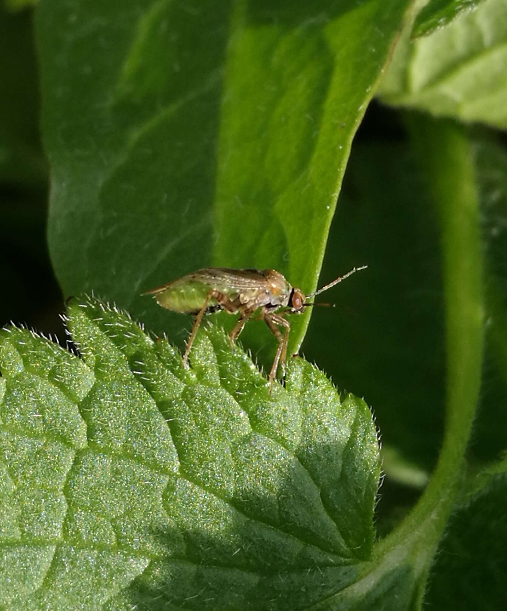 Lygus rugulipennis Poppius 1911 resmi