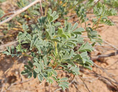 Image of Albuquerque prairie clover