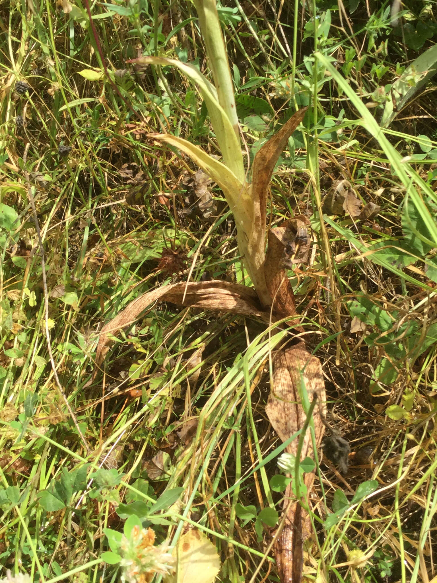 Himantoglossum caprinum subsp. jankae (Somlyay, Kreutz & Óvári) R. M. Bateman, Molnar & Sramkó resmi