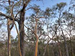 Image of lemonscented gum