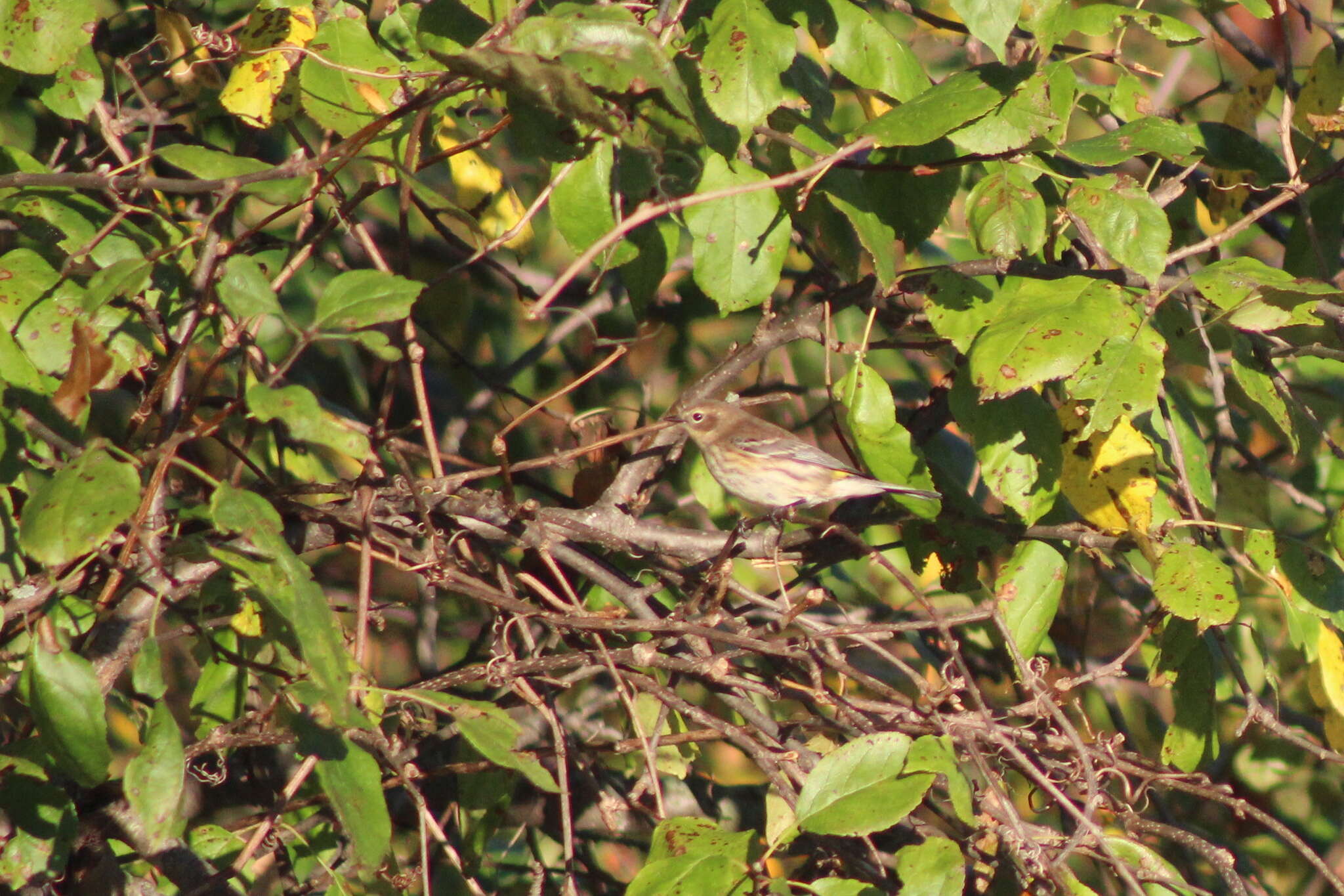 Image of Myrtle Warbler