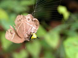 Image of Macracantha hasselti (C. L. Koch 1837) Macharoenboon, Siriwut & Jeratthitikul 2021