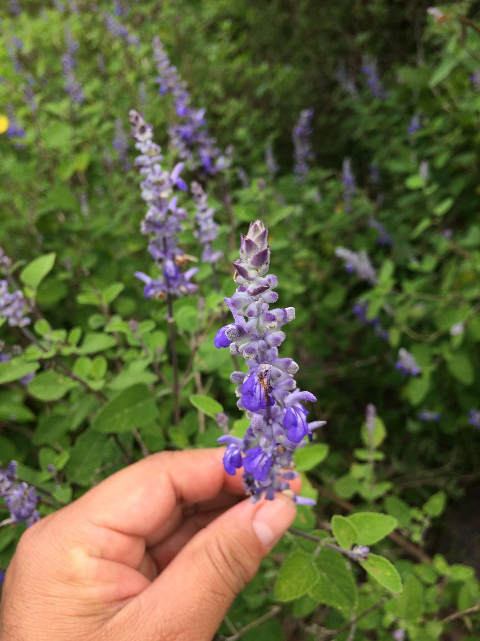 Imagem de Salvia pruinosa Fernald