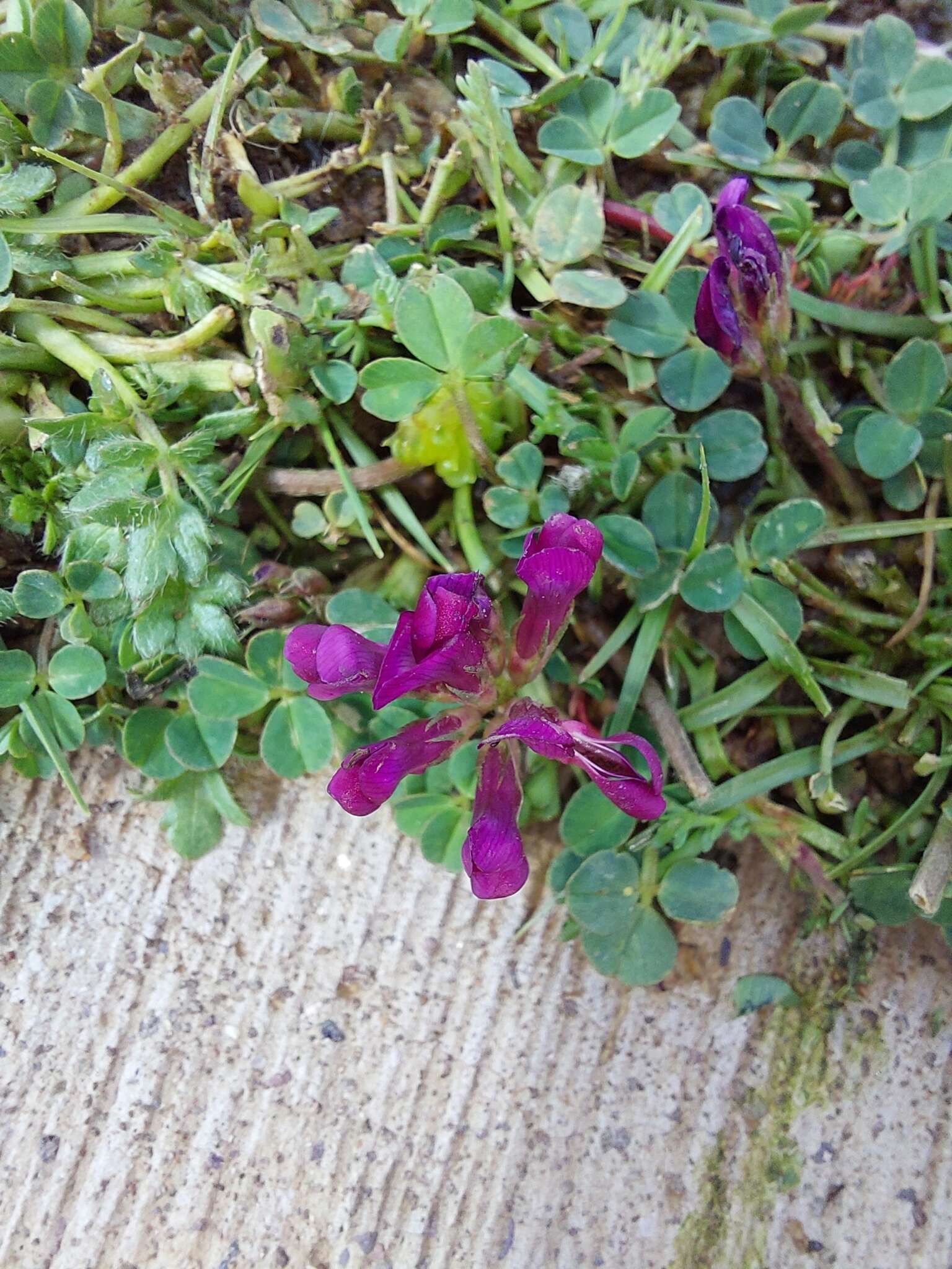 Слика од Trifolium burchellianum Ser.