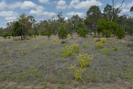 Image of Senecio brigalowensis I. Thomps.