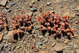 Image of Crassula corallina subsp. corallina