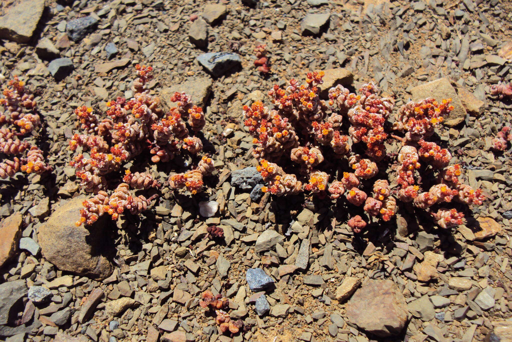 Image of Crassula corallina subsp. corallina