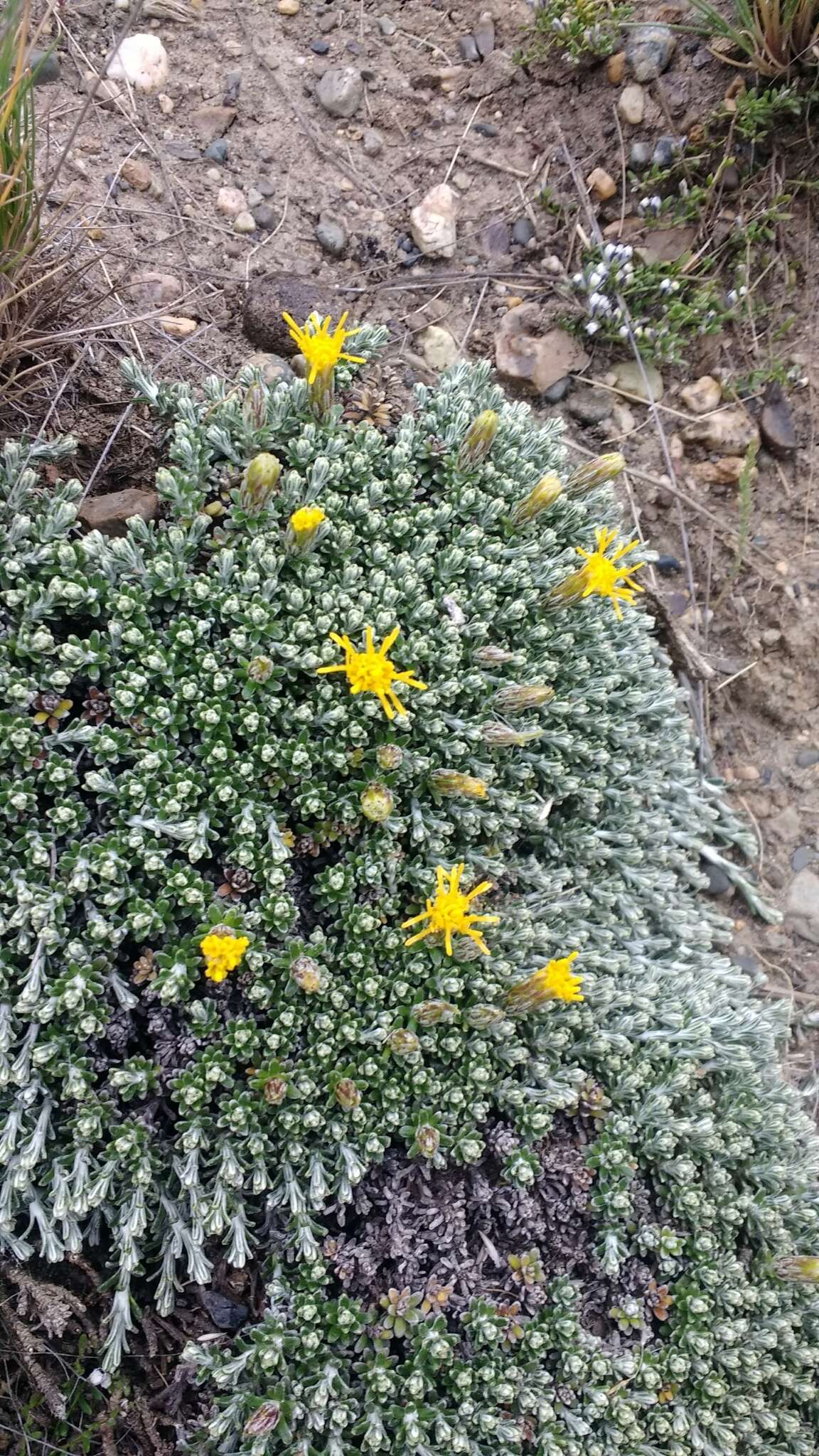 Image of Nardophyllum bryoides (Lam.) Cabrera