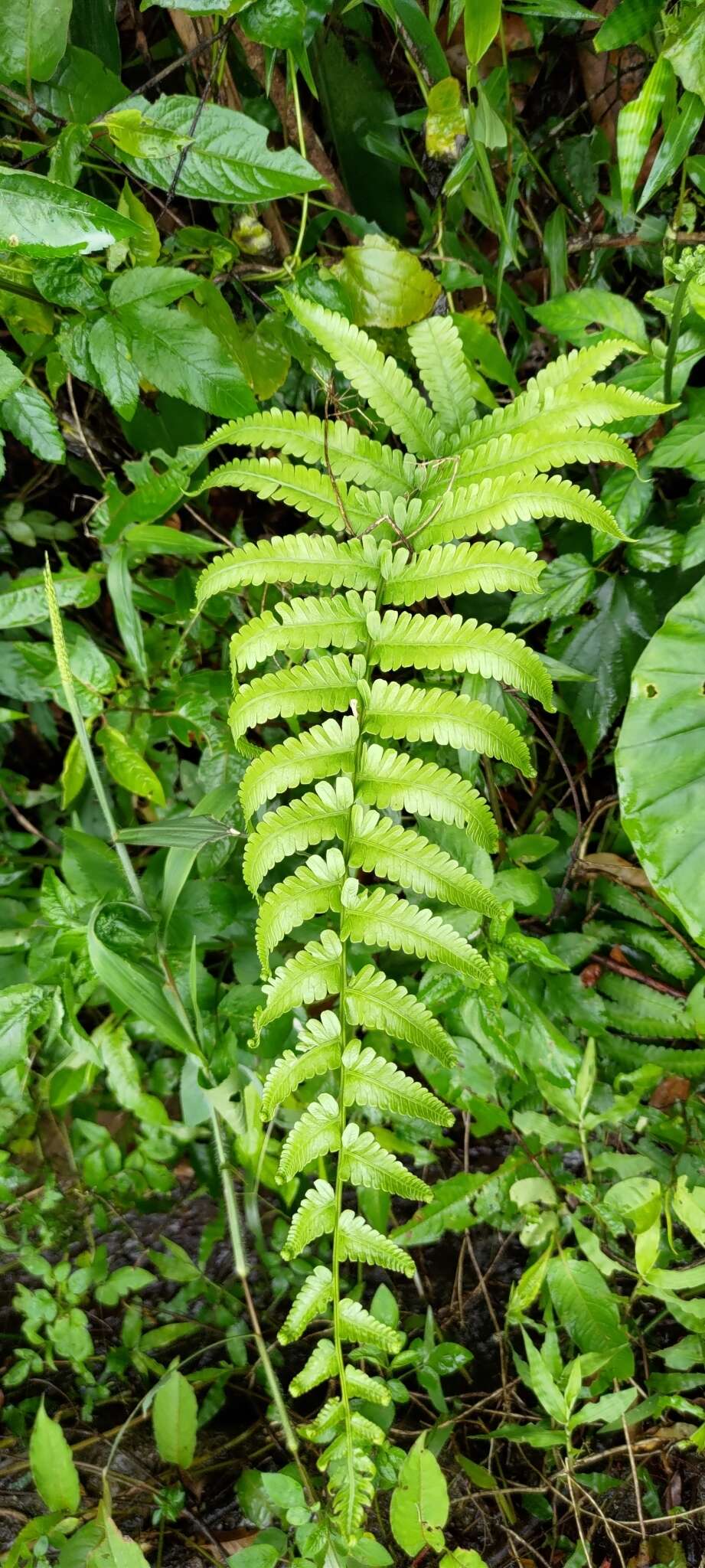 Image of Reholttumia truncata (Poir.) S. E. Fawc. & A. R. Sm.