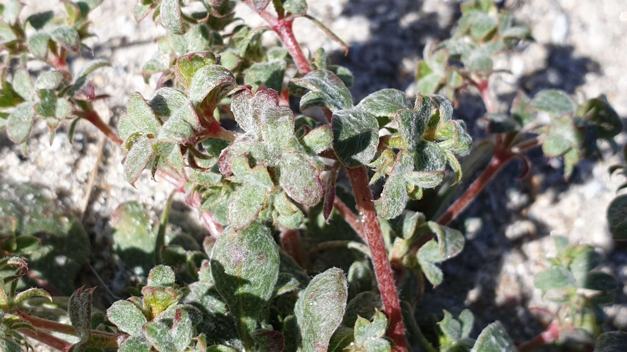 Image of wrinkled spineflower