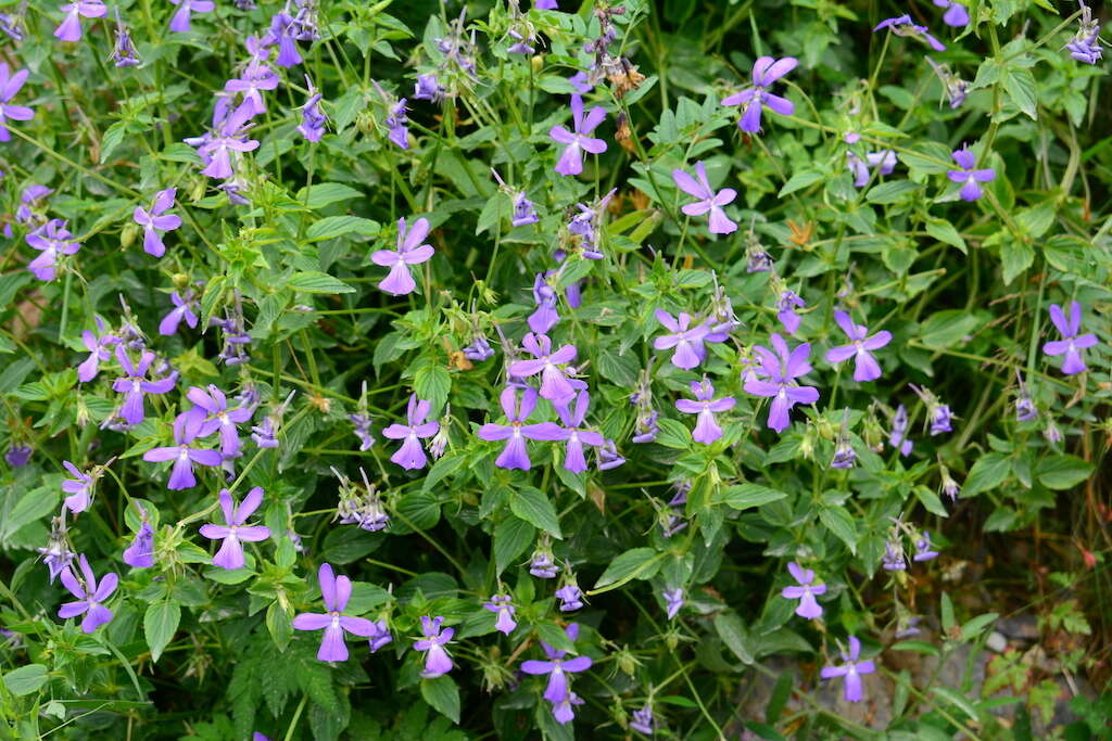 Image of Horned Pansy