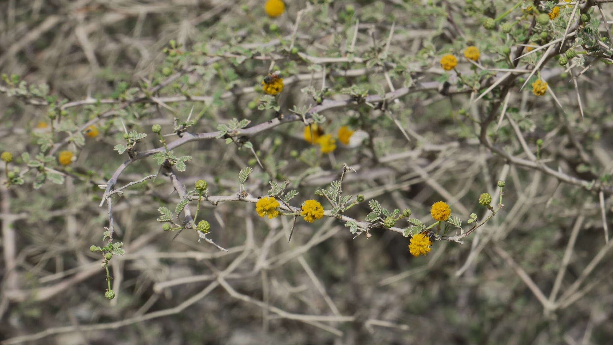 Image of Vachellia flava (Forssk.) Kyal. & Boatwr.