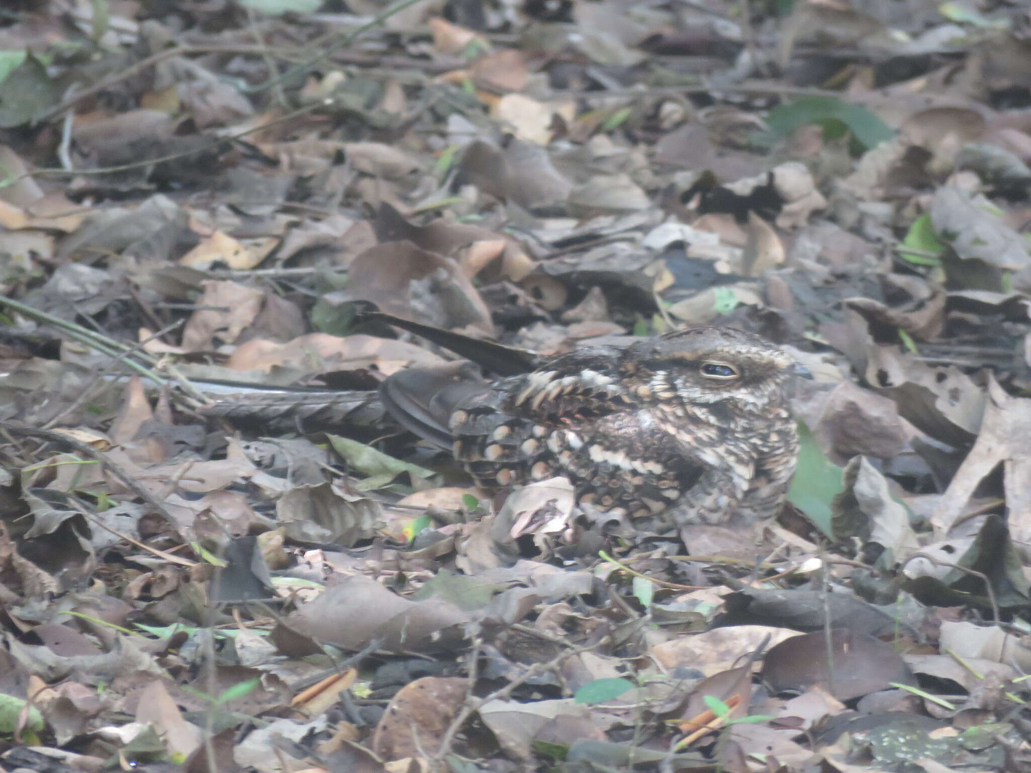 Image of Scissor-tailed Nightjar