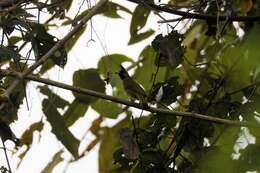 Image of Crested Finchbill