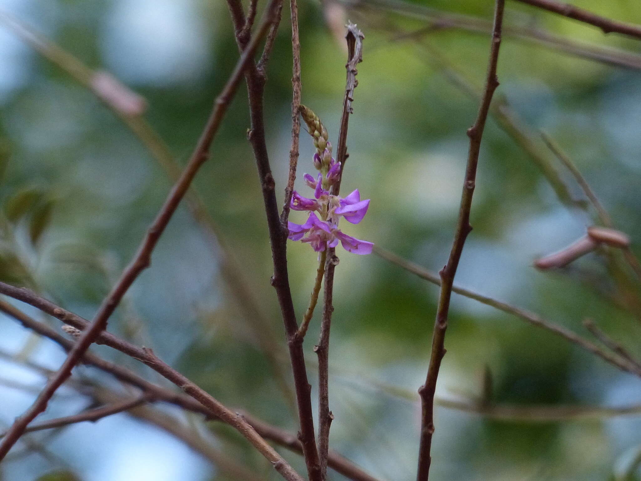 Image de Indigofera cassioides DC.