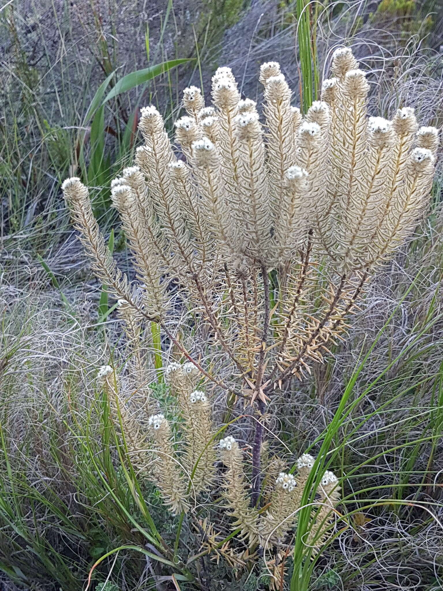 Phylica strigosa Berg. resmi