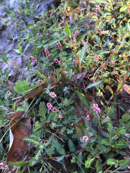 Image de Persicaria pensylvanica (L.) M. Gómez