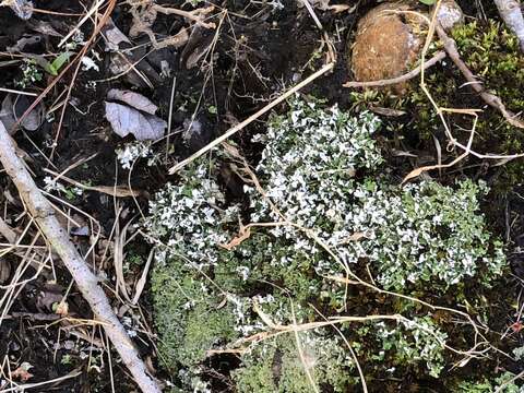 Image of cup lichen