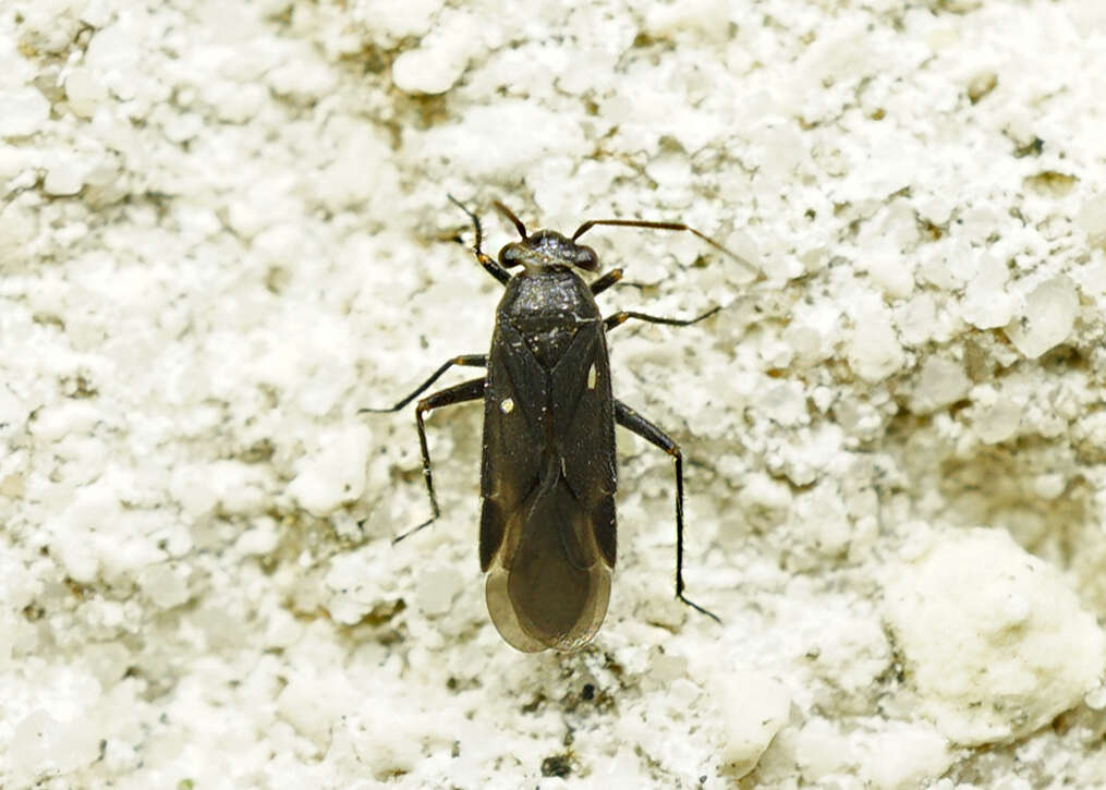 Image of Plant bug