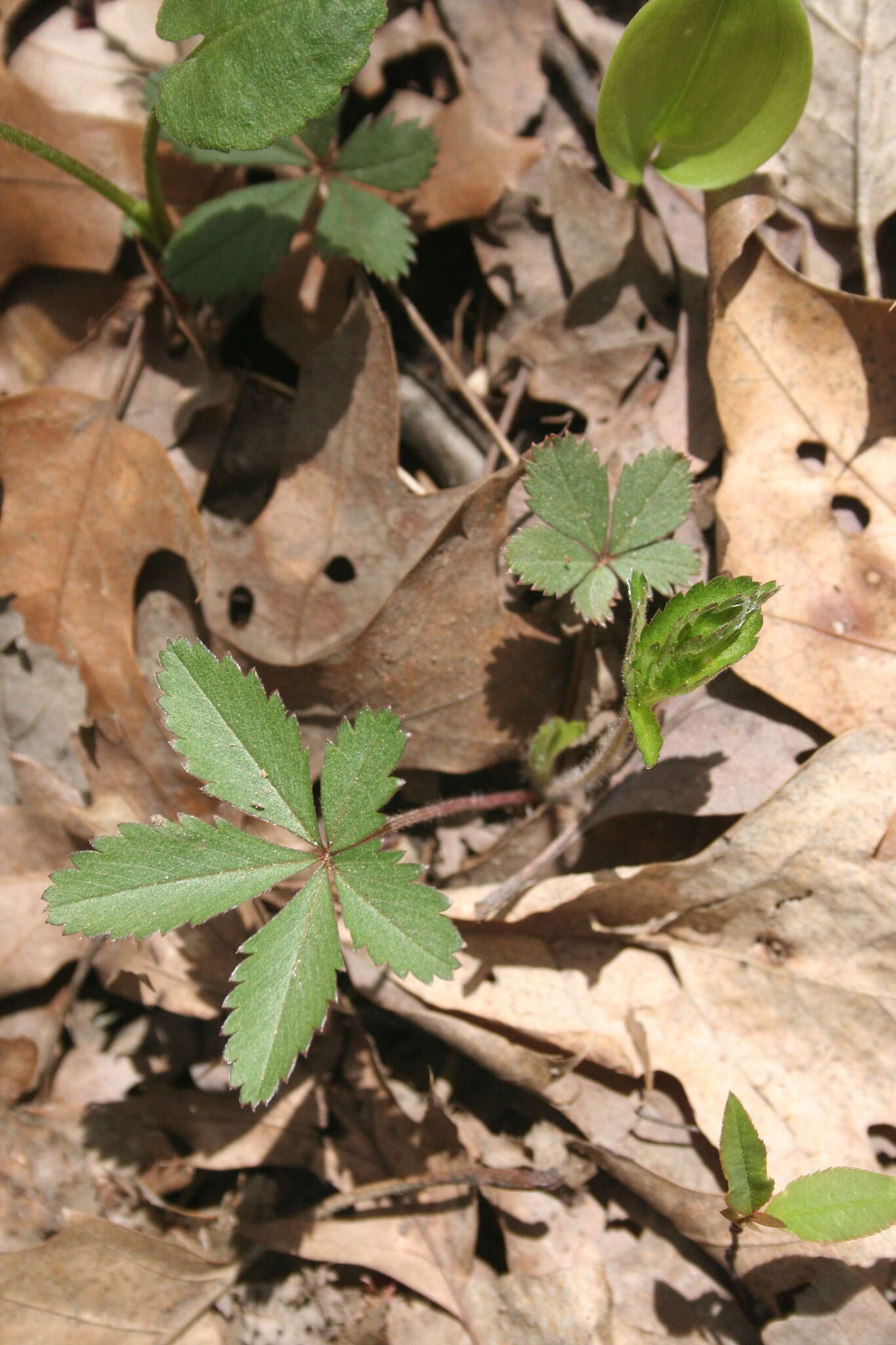 Image of common cinquefoil