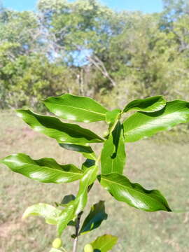 Image of Empogona ovalifolia (Hiern) Tosh & Robbr.