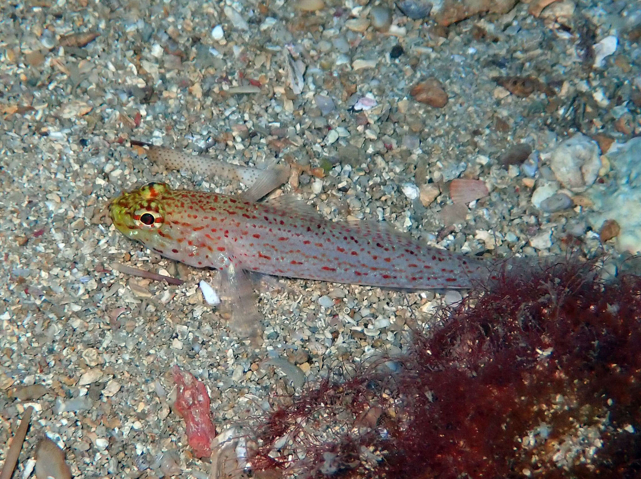 Gobius xanthocephalus Heymer & Zander 1992的圖片