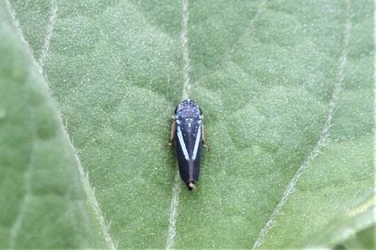 Graphocephala lugubris (Signoret 1854)的圖片