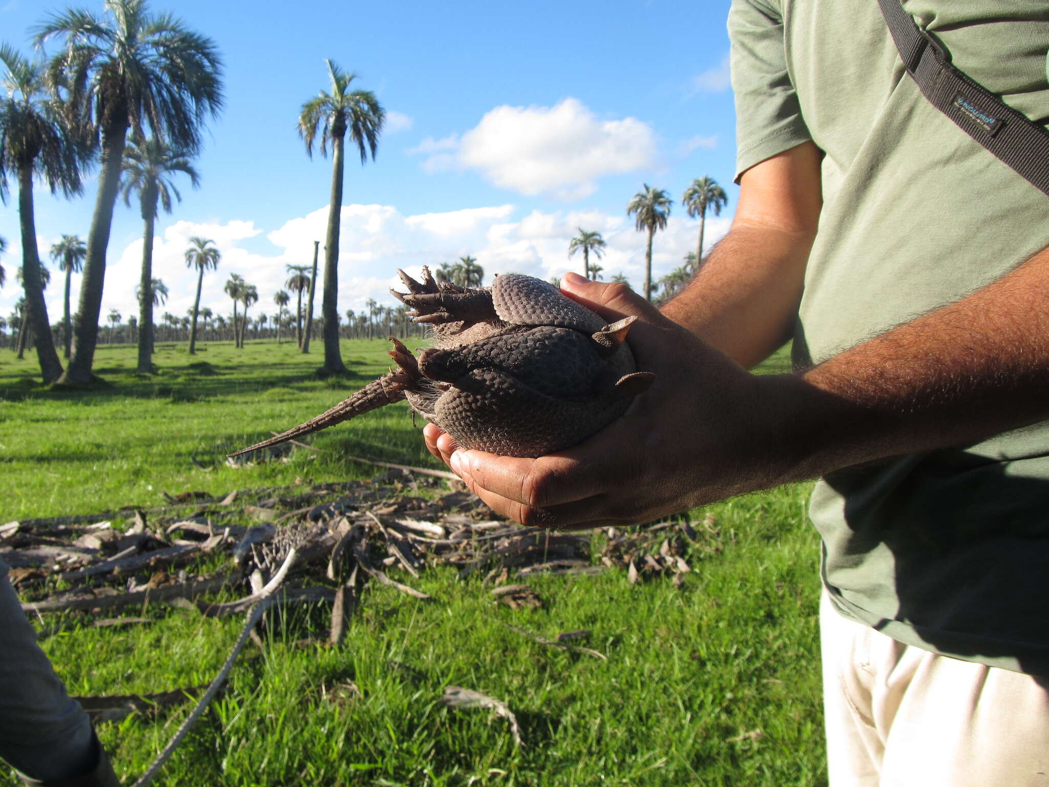 Image of Brazilian Lesser Long-nosed Armadillo