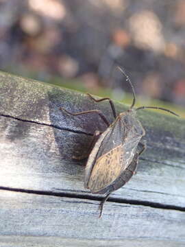 Image of Giant sweetpotato bug