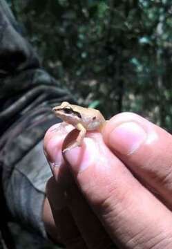 Image of Polymorphic Robber Frog