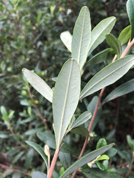 Image of Hibbertia hexandra C. T. White