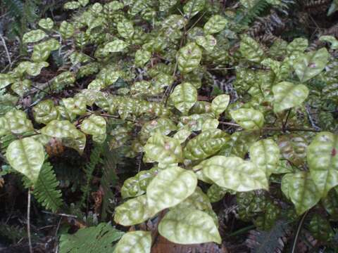 Слика од Lophomyrtus bullata (Soland. ex A. Cunn.) Burret