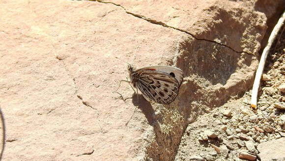 Image of Argyrophorus