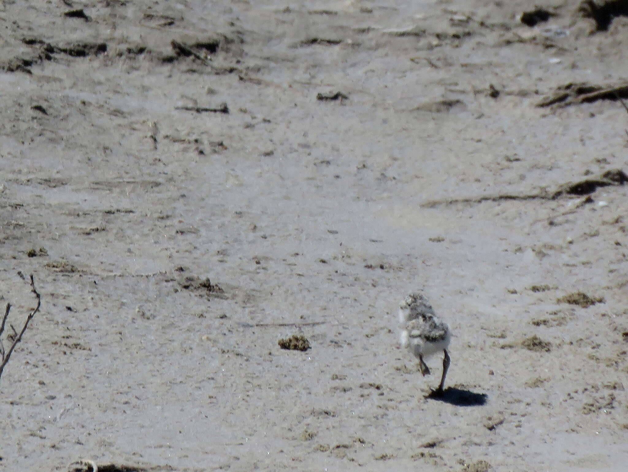 Image of Chestnut-banded Plover