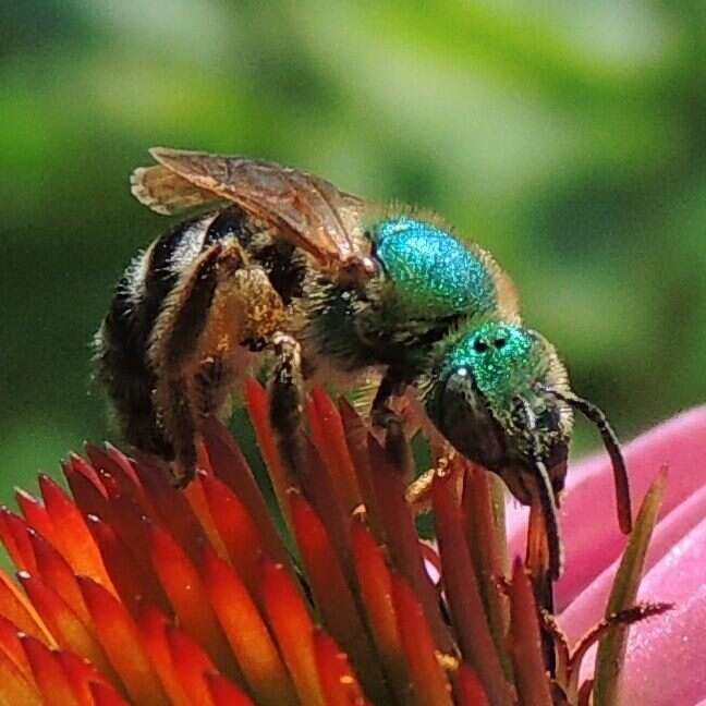 Image of Bicolored Agapostemon