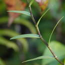 Image of Sword-leaved Dendrobium