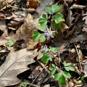 Image of Corydalis pumila (Host) Rchb.