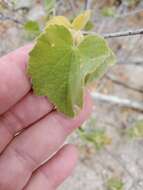 Imagem de Abutilon californicum Benth.