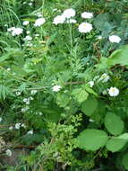 Image of feverfew