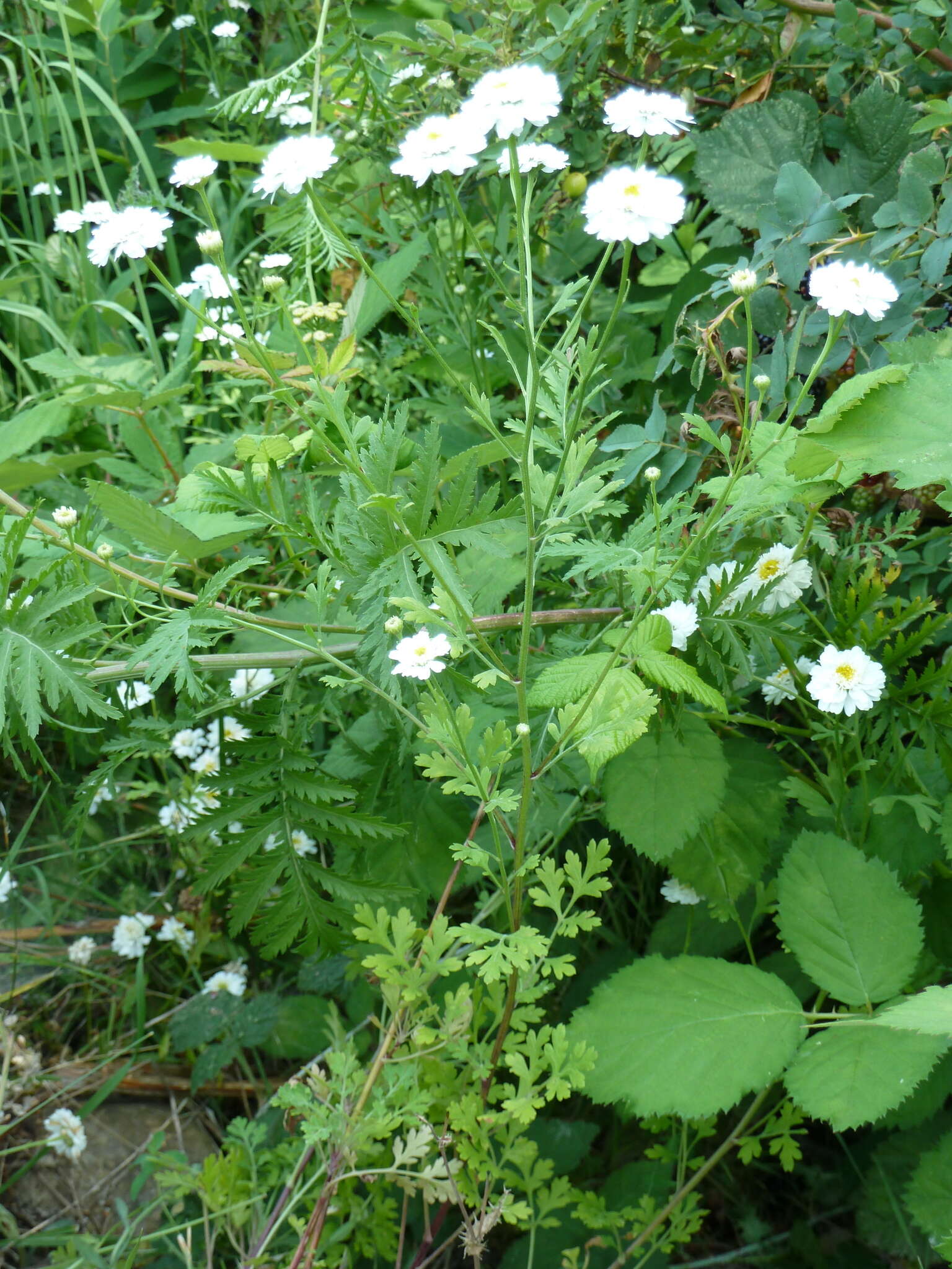 Image of feverfew