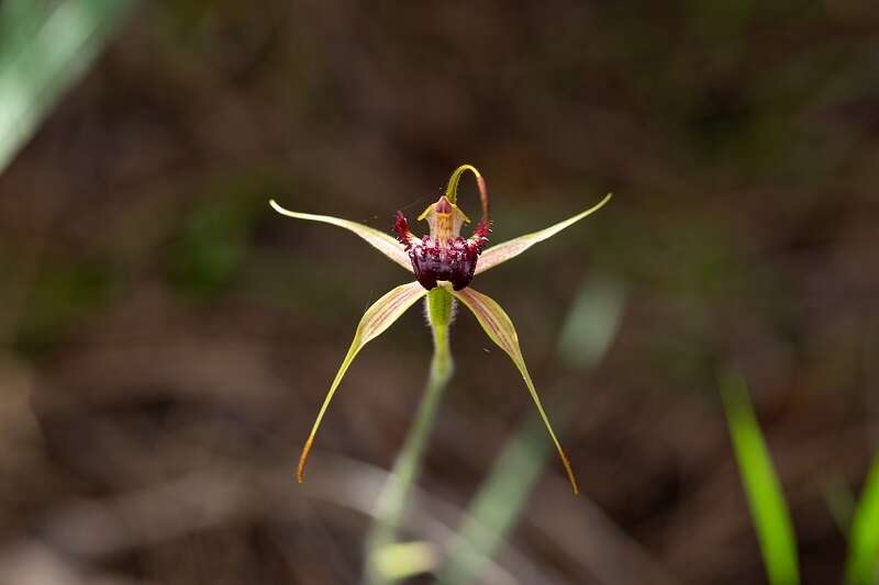 Image of Swamp spider orchid