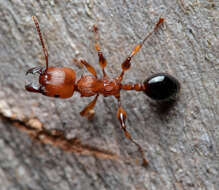 Image of Podomyrma gratiosa (Smith 1858)