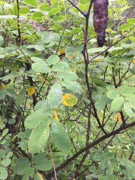 Senna pendula var. eriocarpa (Griseb.) H. S. Irwin & Barneby resmi