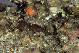 Image of Ghost pipefish